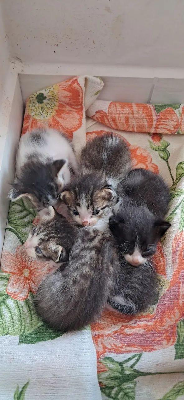 Doa-se gatinhos frajola e listrado, interessado chamada no Whats:  * - Foto 2