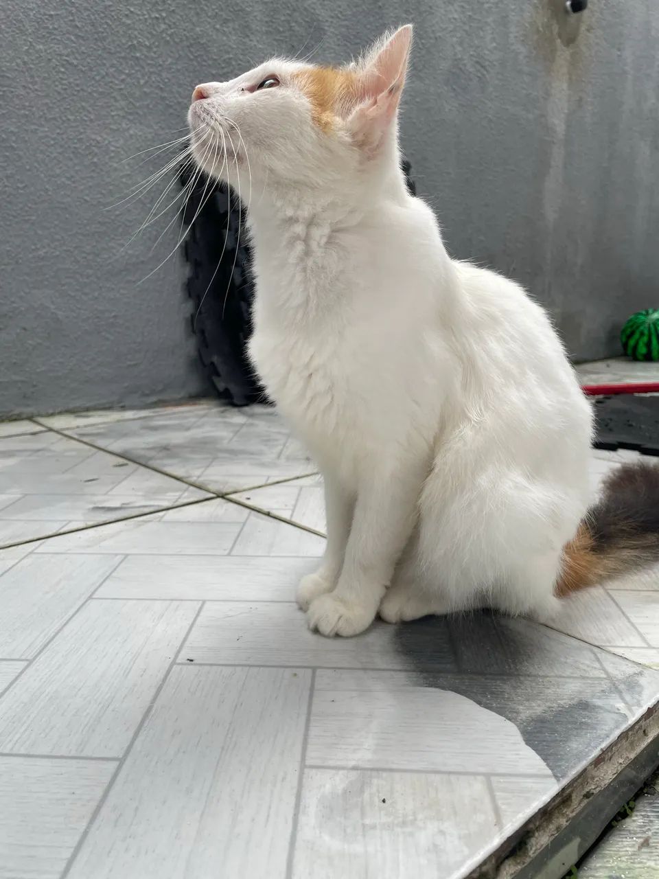 Adoção responsável gata 8 meses - Foto 3