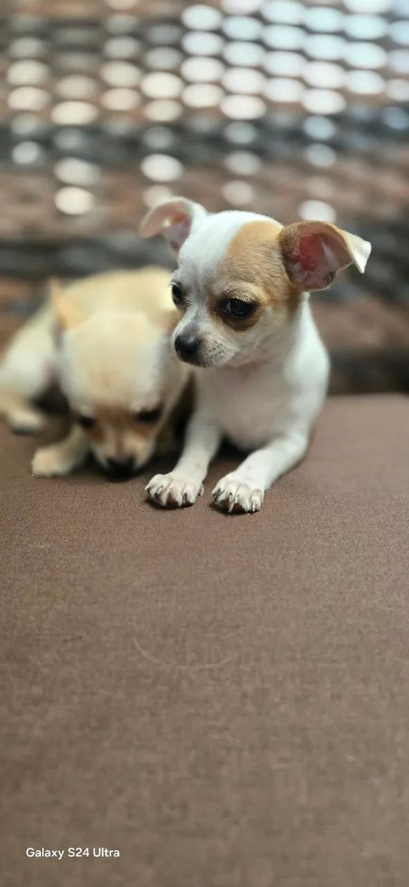 Chihuahua 