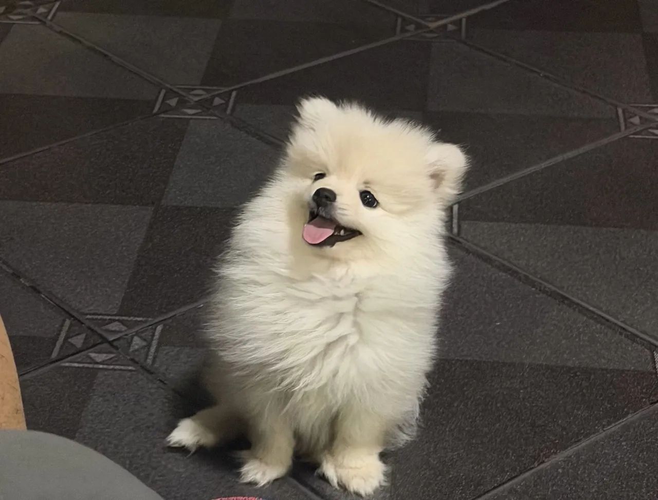 Spitz alemão 