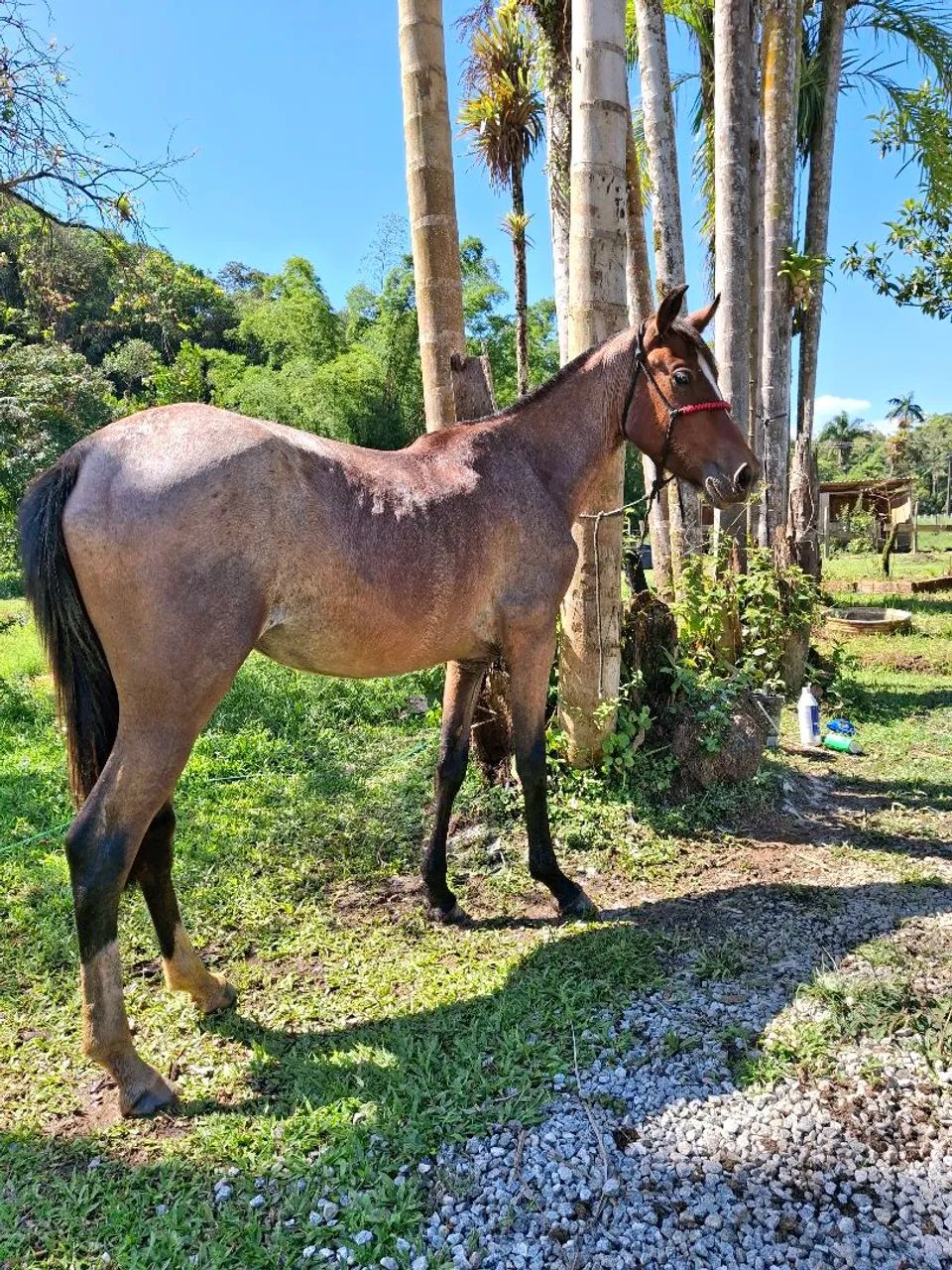 Potra Crioula pura domada  - Foto 2