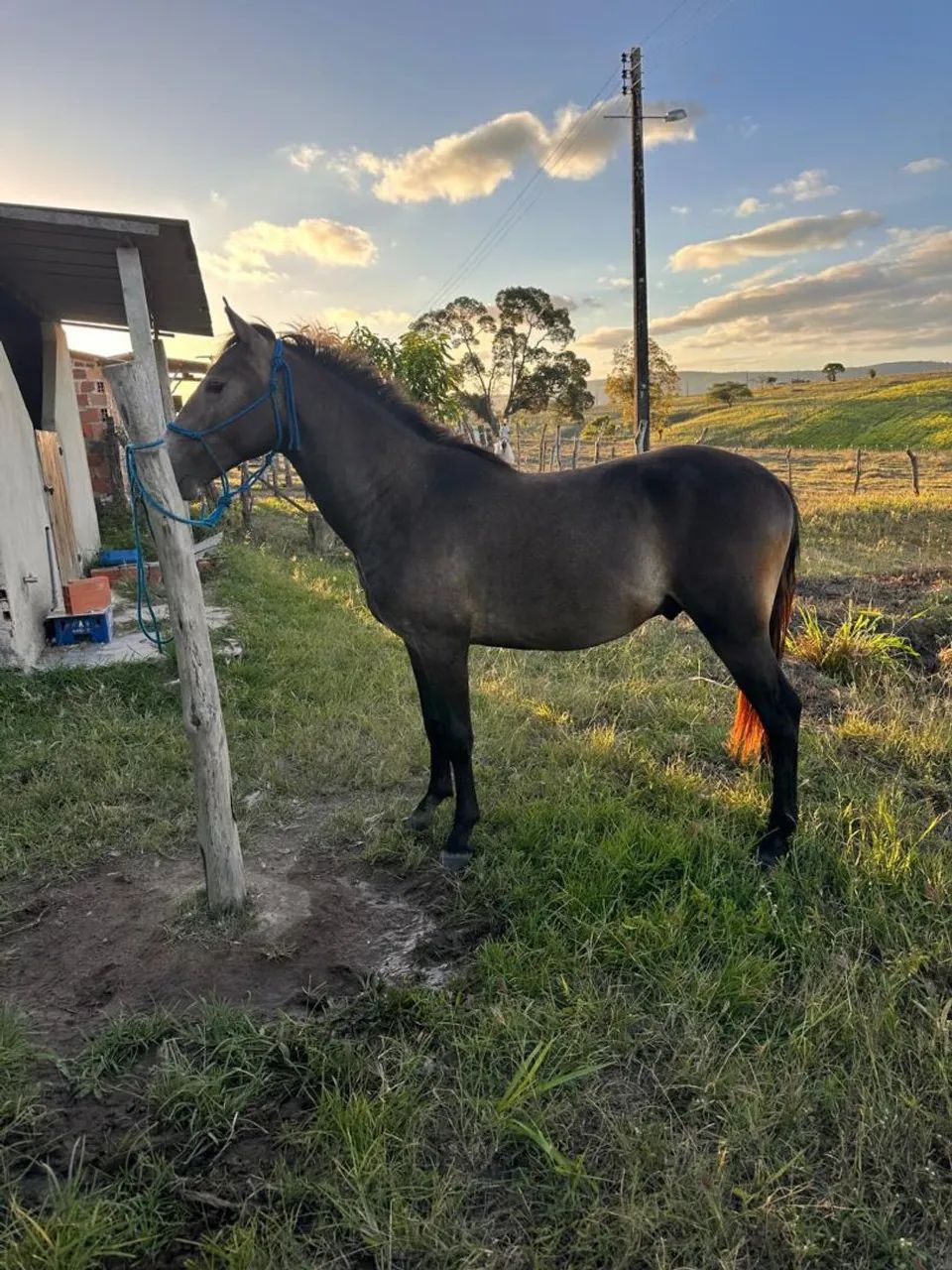 Potro mangalarga          valor R$6.500,00 - Foto 4