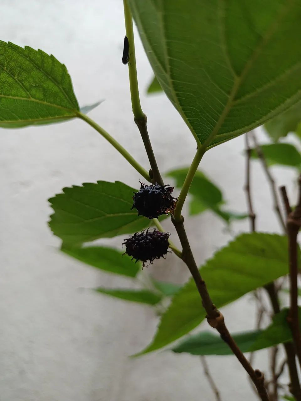 Mudas de Frutas  - Foto 2