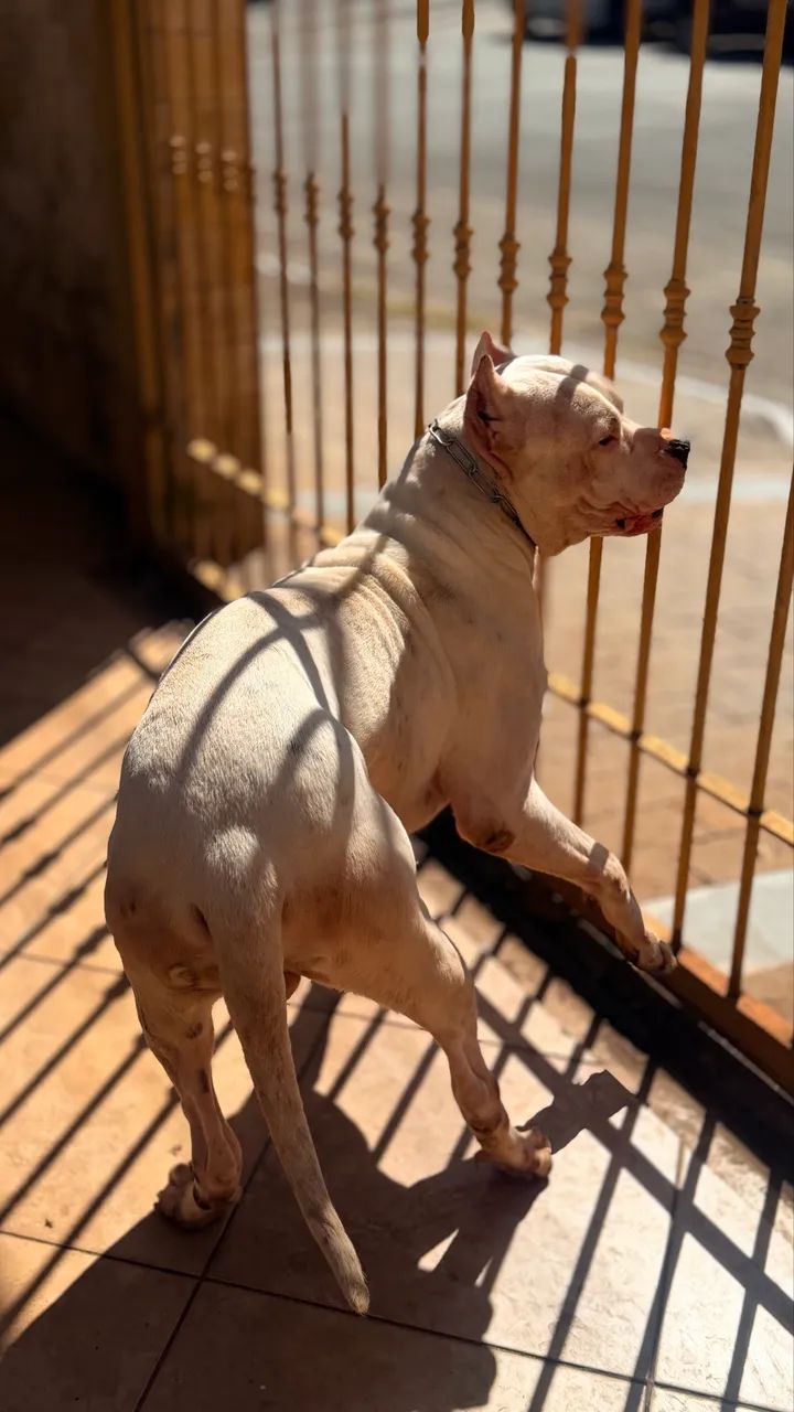 Lindos Fihotes Dogo Argentino - Foto 4