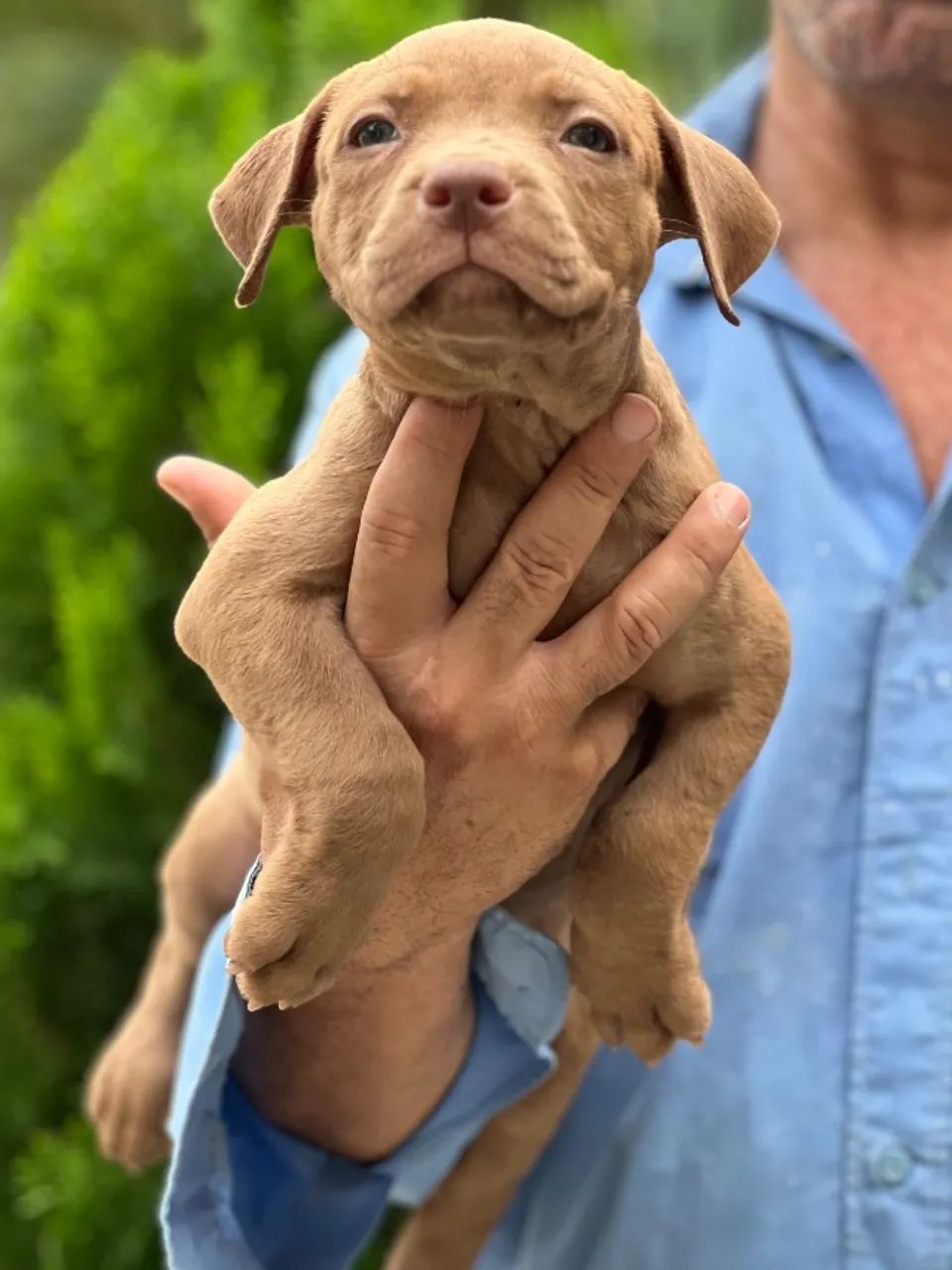 Cachorro  - Foto 3