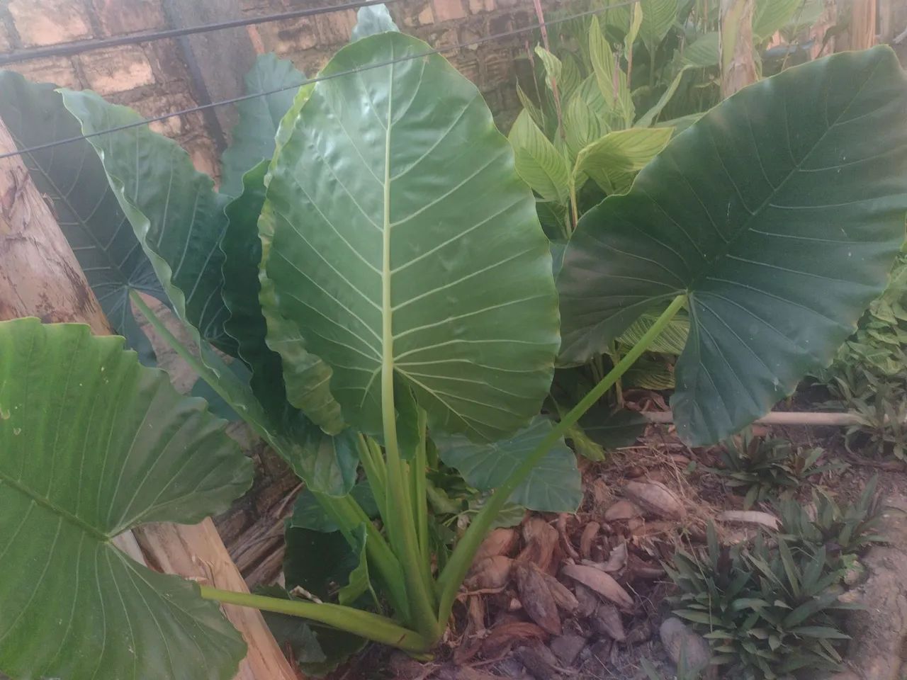 Alocasia - Orelha de Elefante 