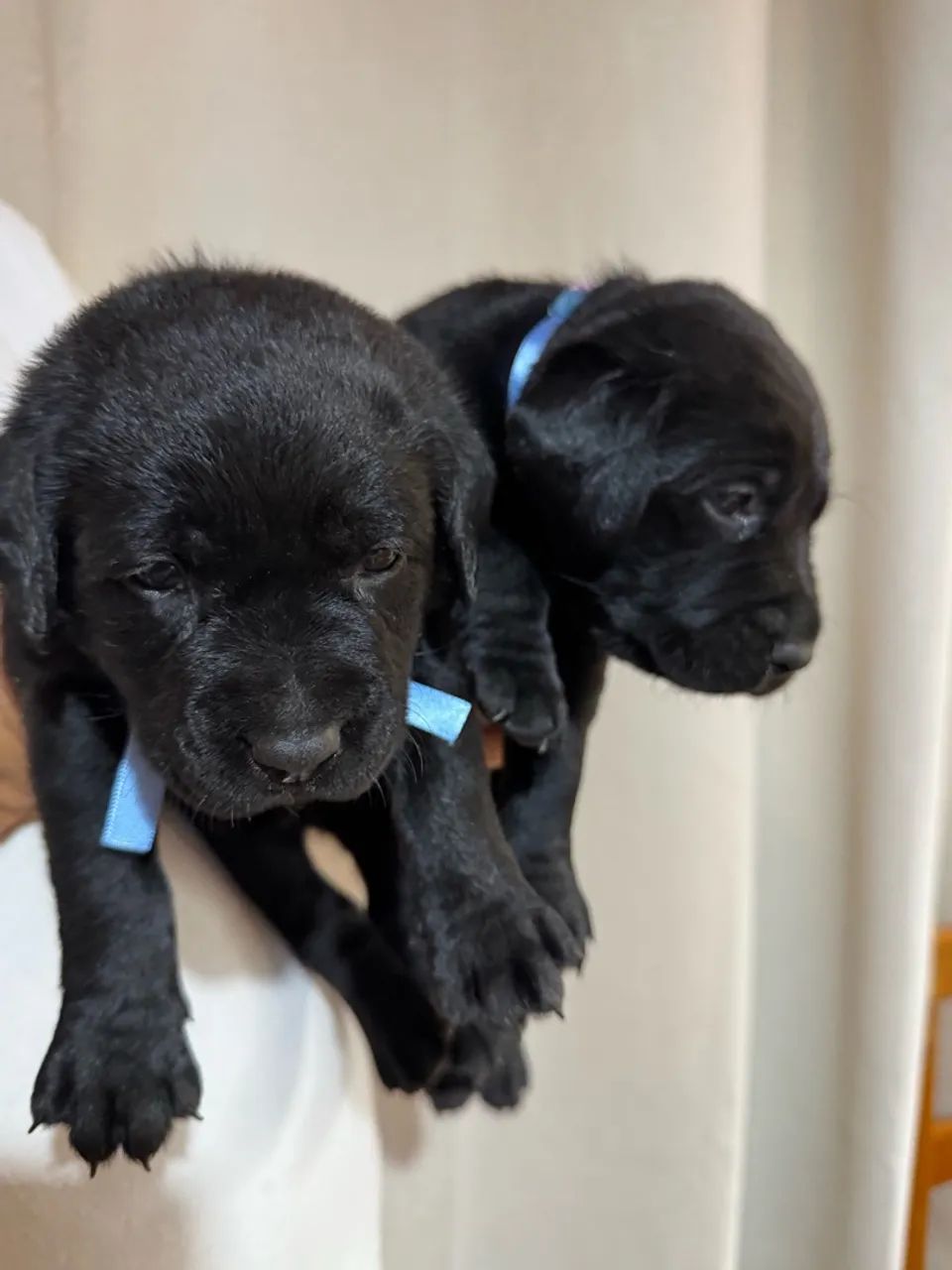 Labrador  - Foto 4