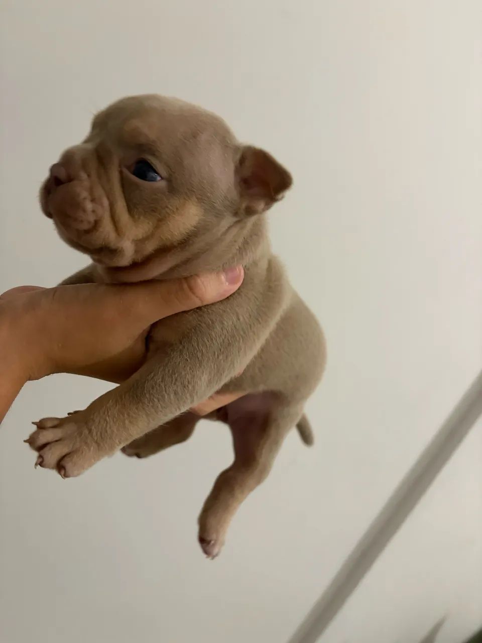 American bully micro filhote - Foto 2