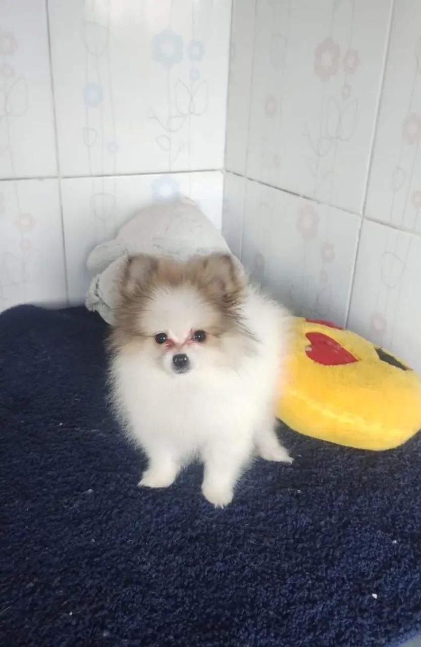 Spitz alemão anão 