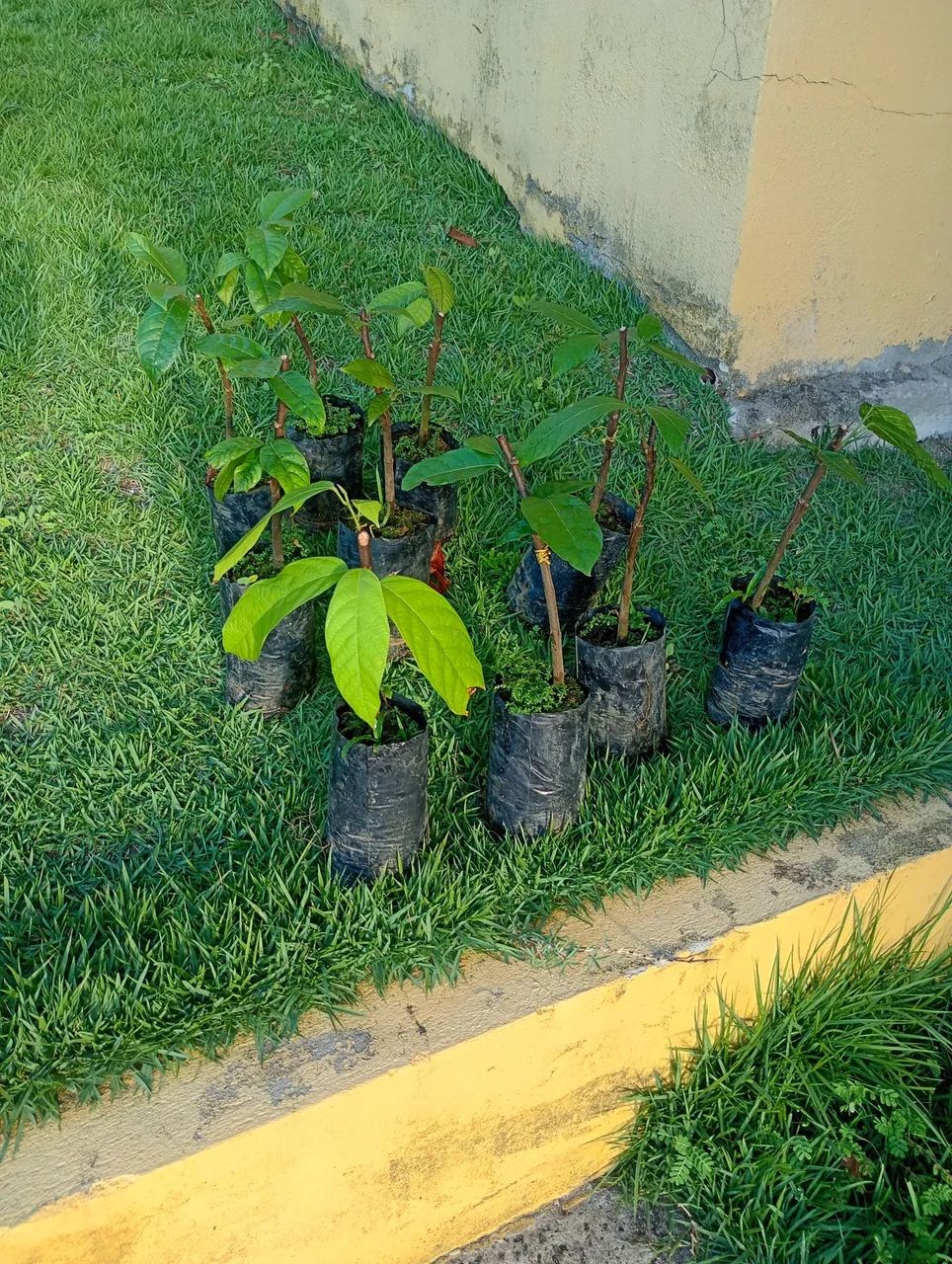 Mudas clonadas cacau 