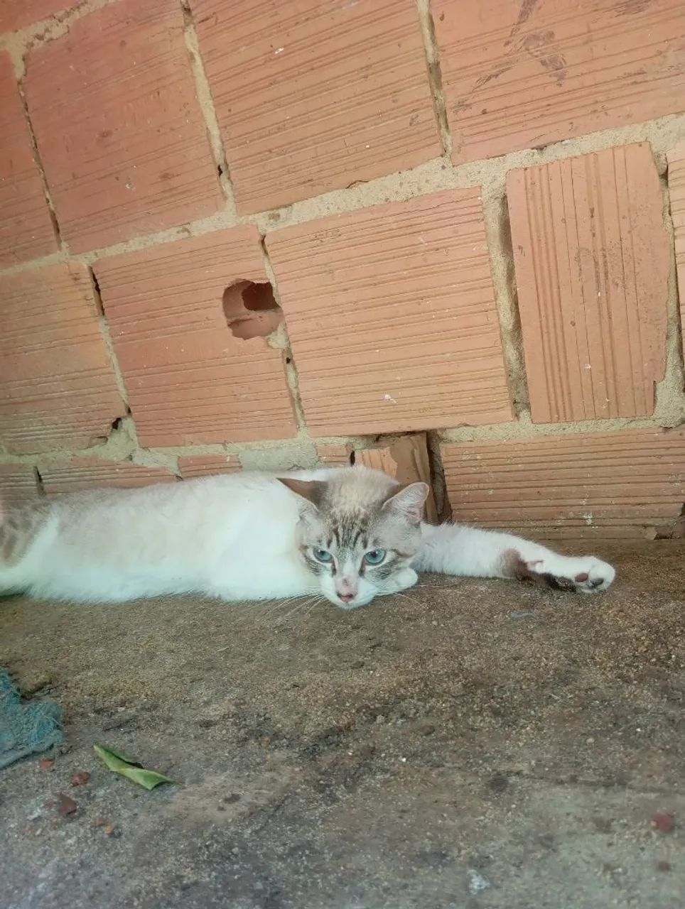Doação - Foto 2