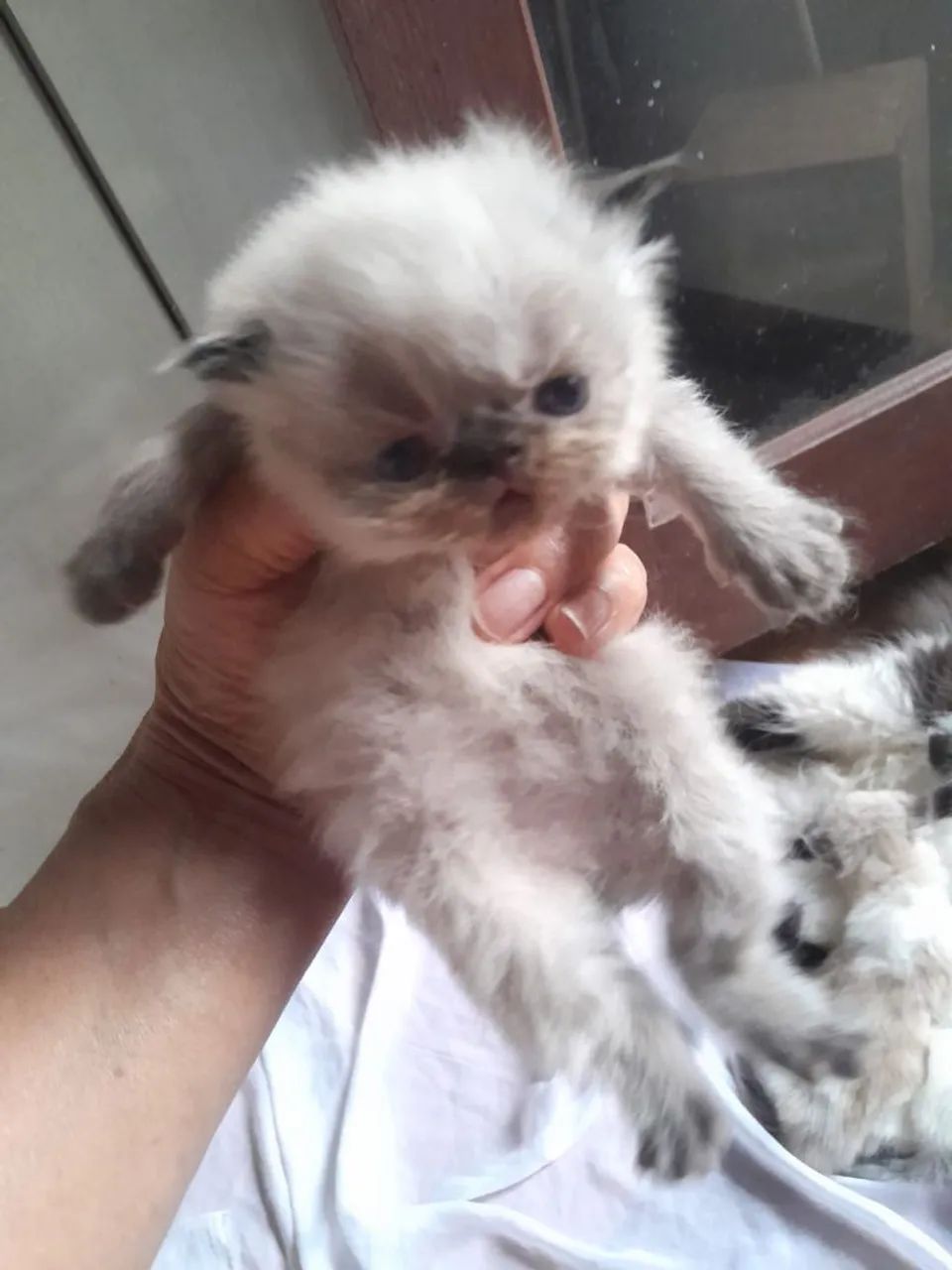 Gatinhos ( persas ) - Foto 2