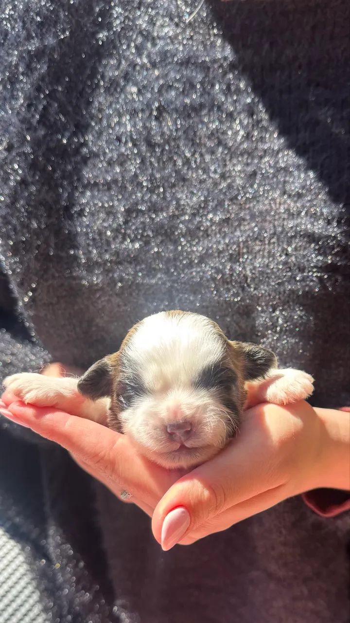 Filhotes de Shih Tzu a venda!!! - Foto 3