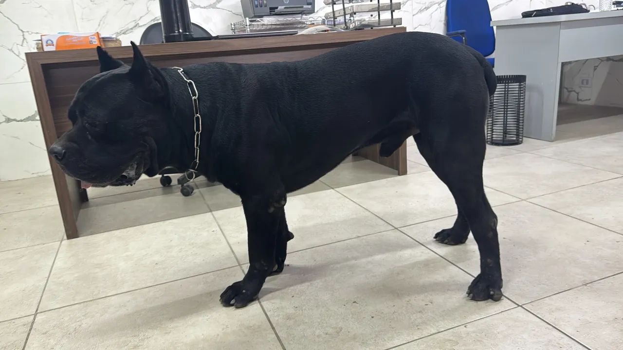 Cane Corso Filhotes  - Foto 2