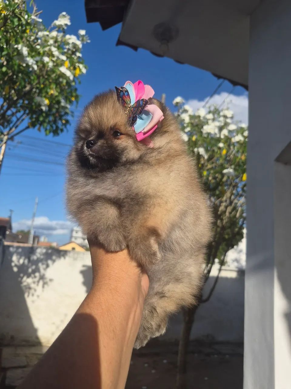 Fêmea spitz alemão anão  - Foto 3
