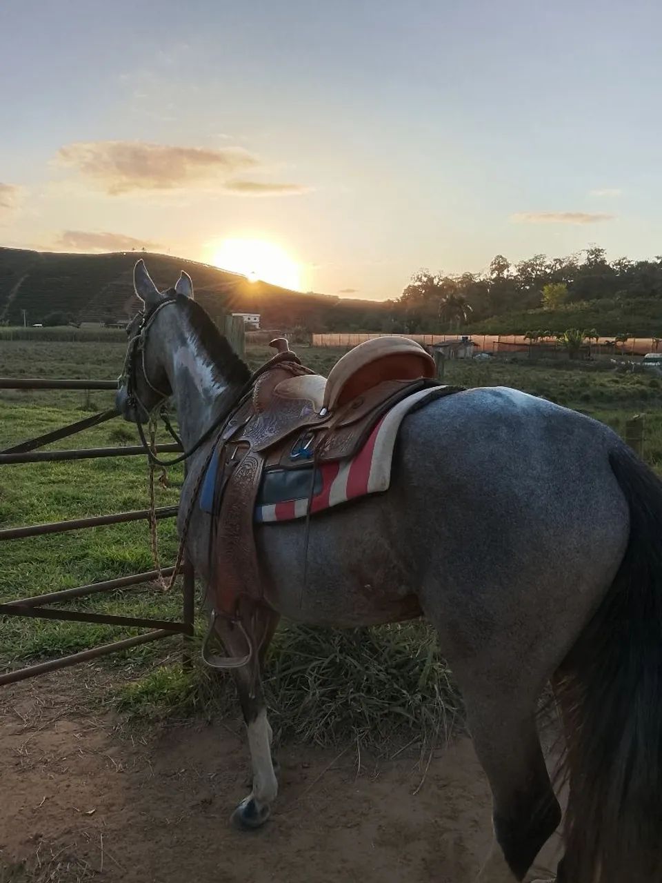 Égua macha picada  - Foto 4