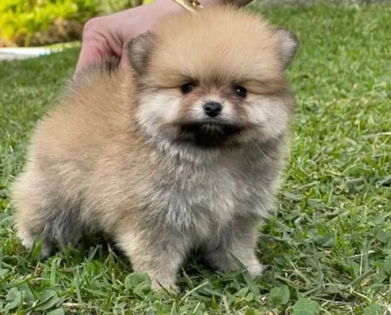 Spitz Alemão  - Foto 3