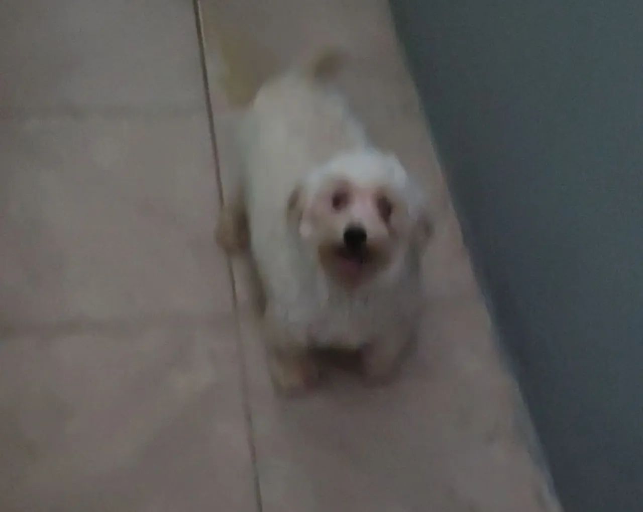 Cachorro 