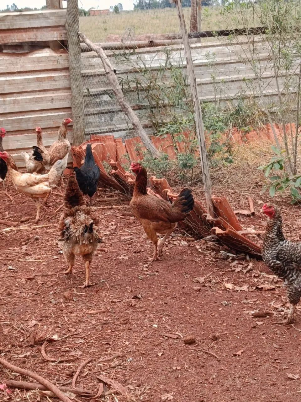 Frango Caipira - Limpo & Congelado  - Foto 4