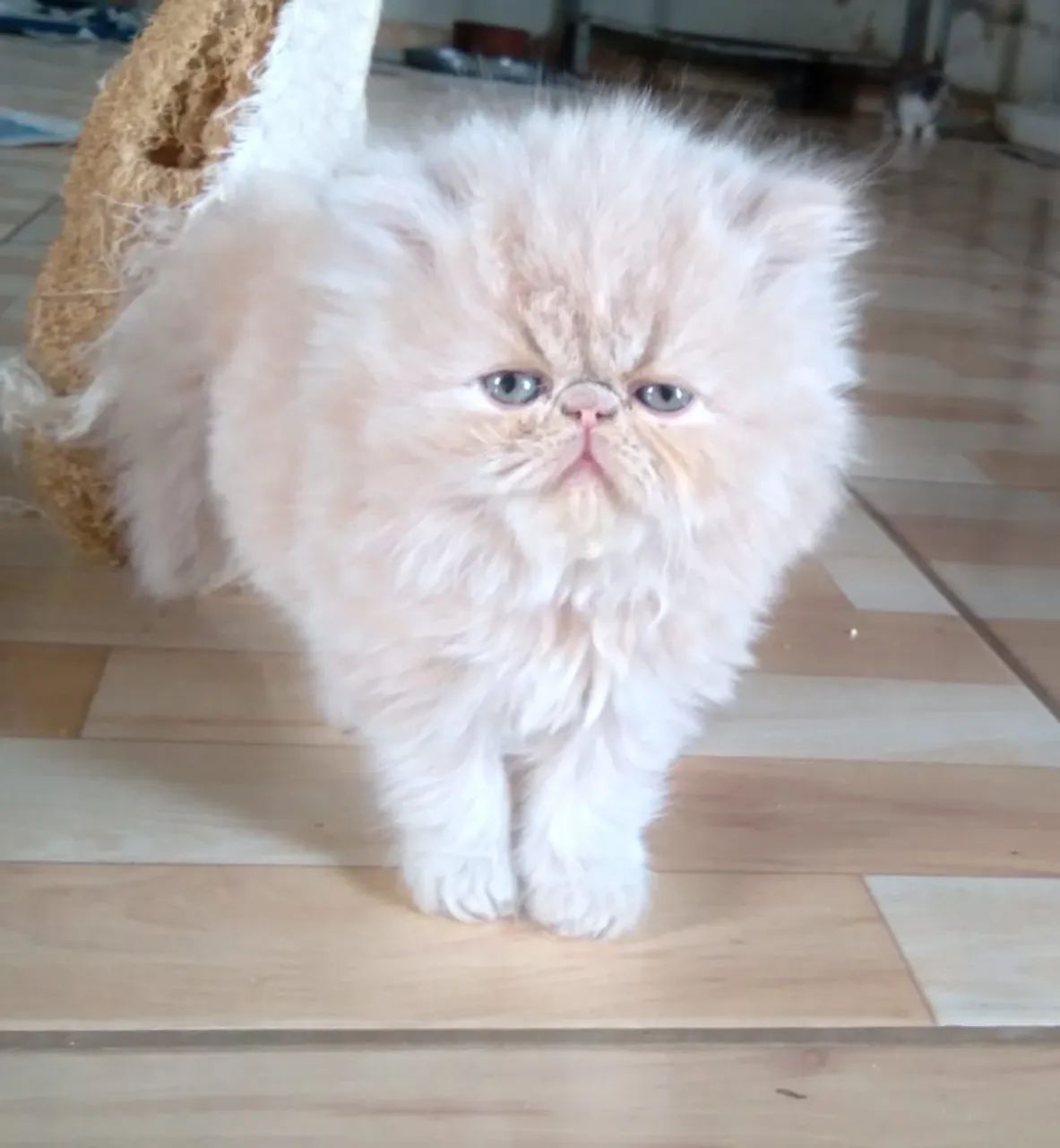 Gatinhos Persa Show  - Foto 3