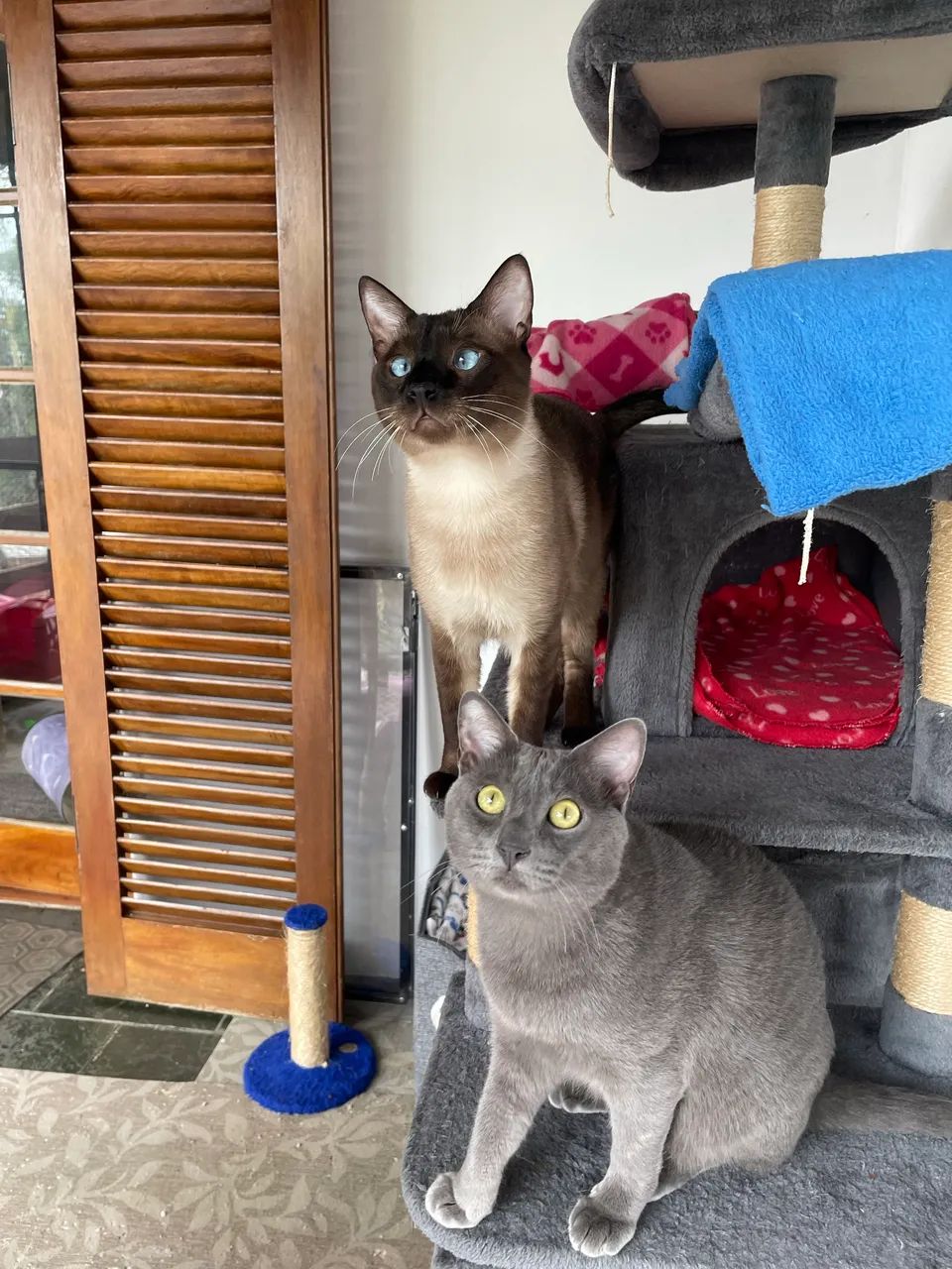 Gatos para adoção - São Paulo, Zona Norte - castrados/vacinados - Foto 3