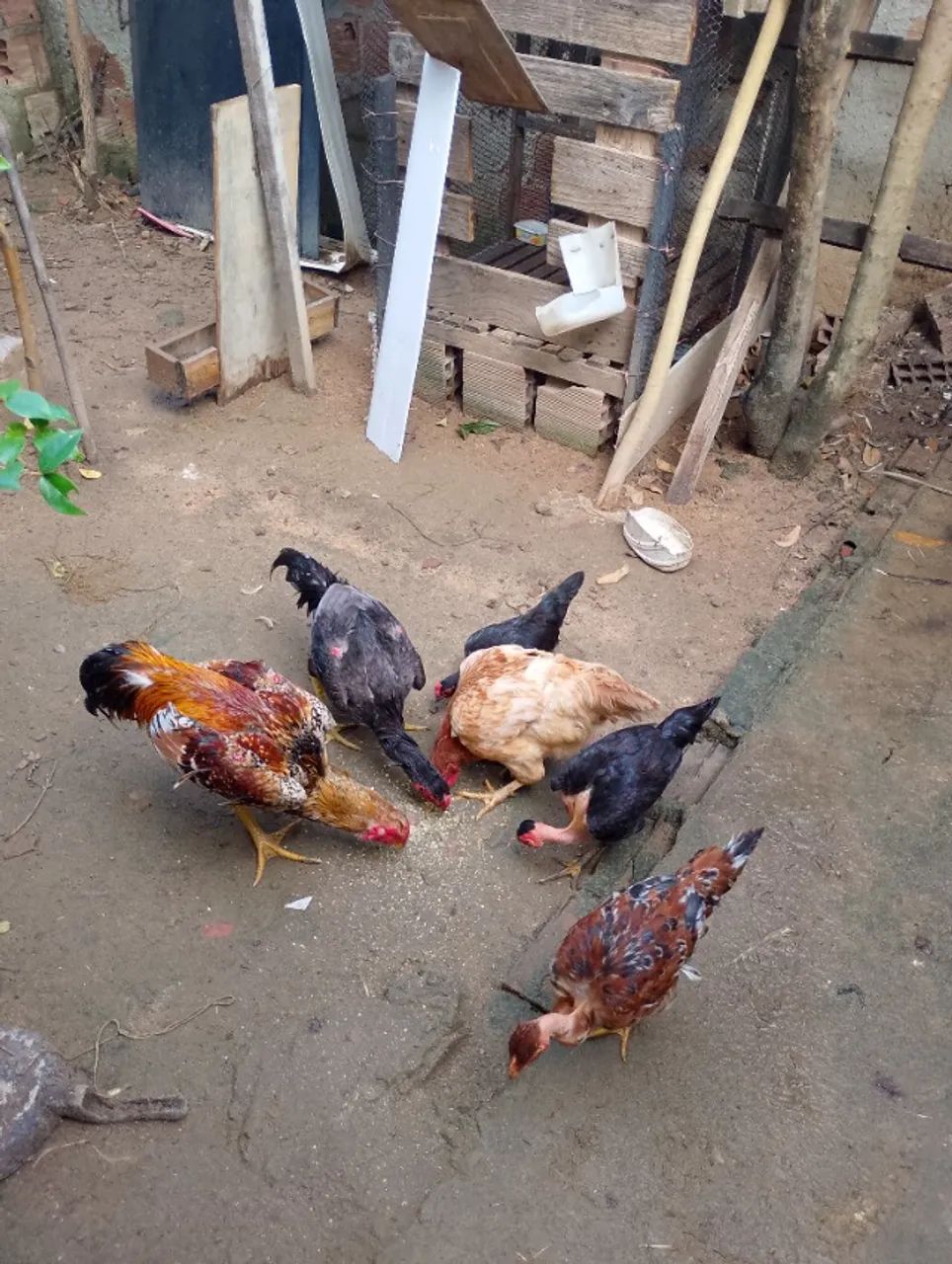 Aves saudável 