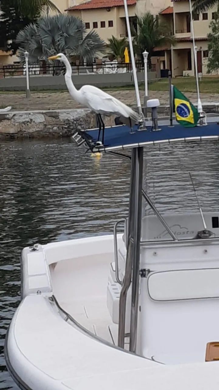 VENDO LANCHA RIO STAR 28 HIDRA, COM MOTOR MERCEDES BM MEGATECH, 400 CV - Foto 4