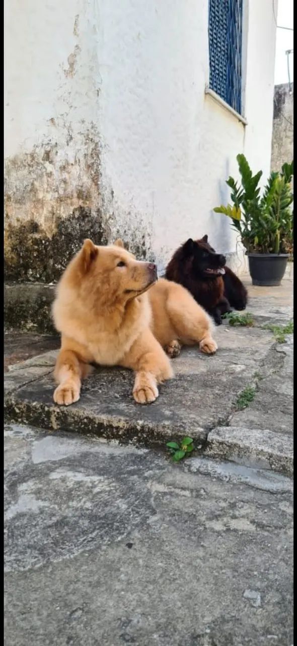 Filhotes de Chow Chow