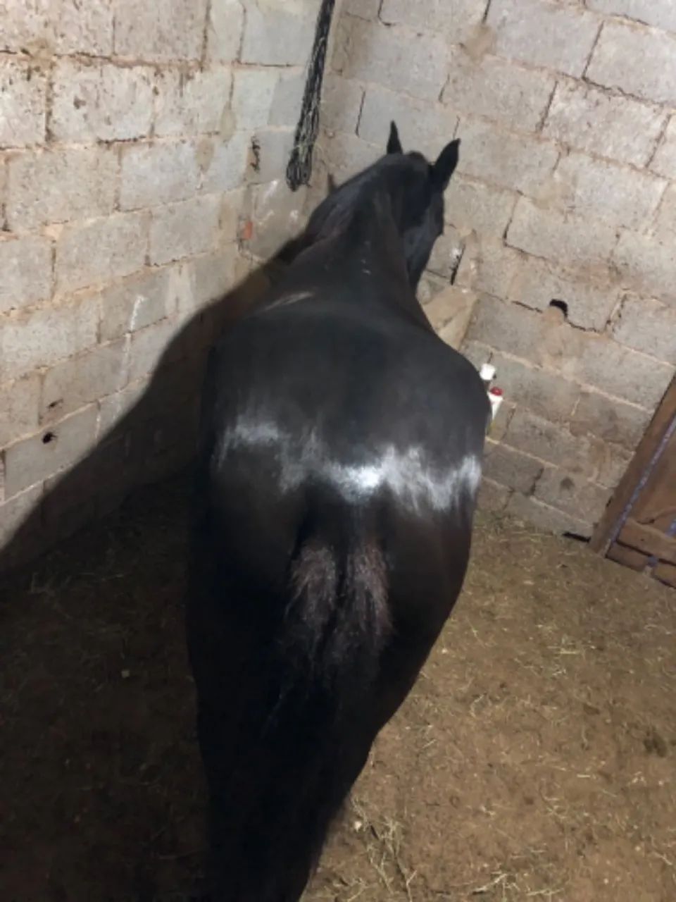 Cavalo mangalarga  - Foto 5