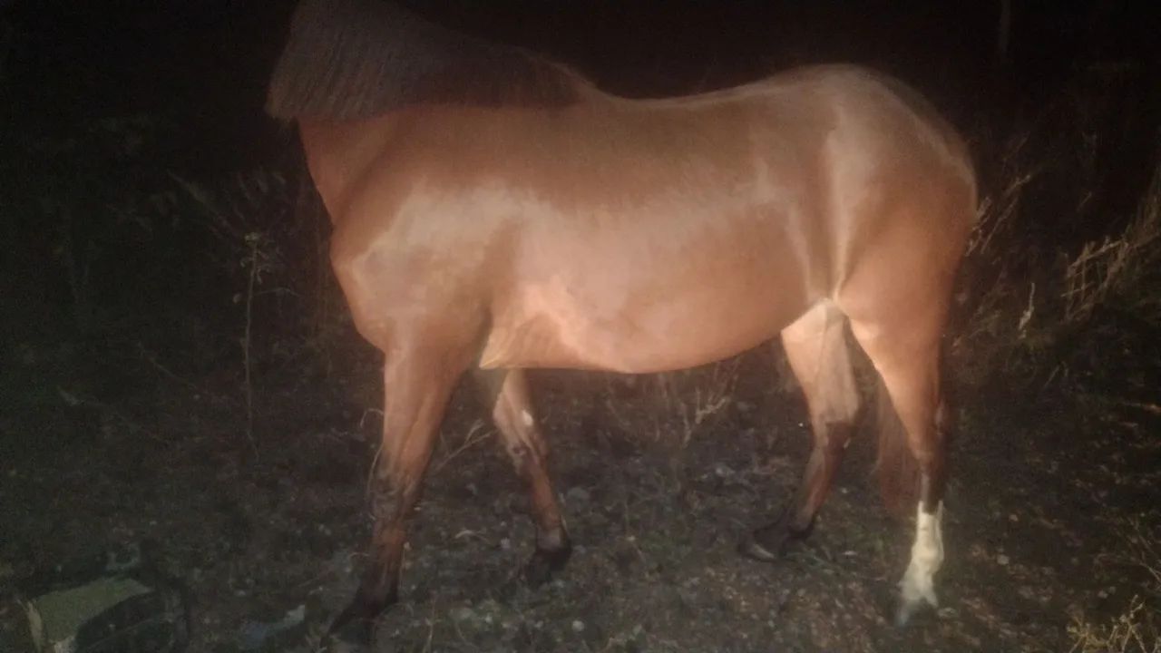 Lindo Cavalo - Foto 2