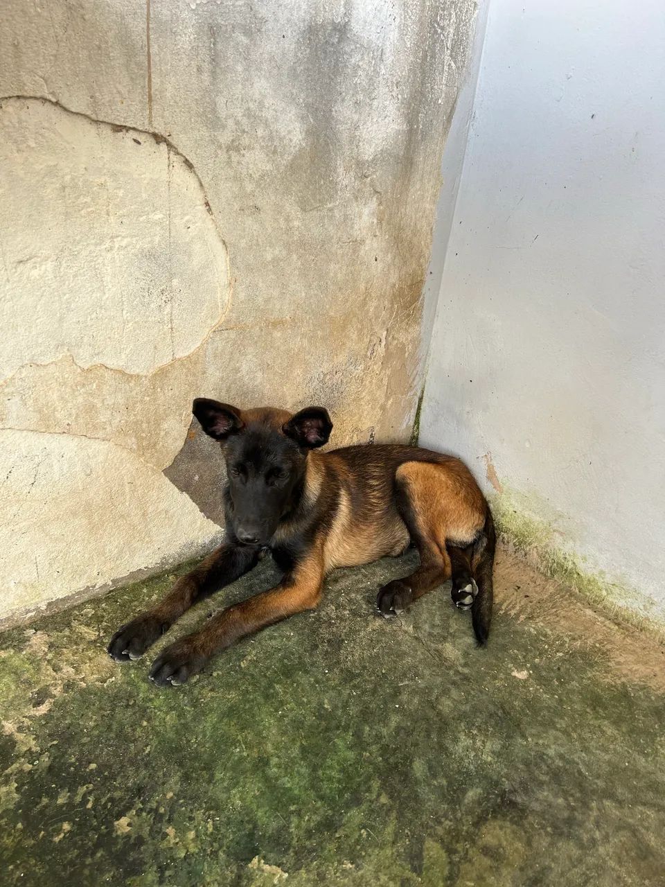 Pastor Malinois  - Foto 2