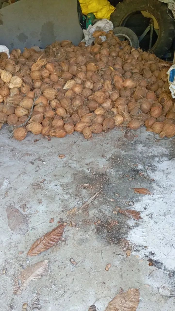 Côco seco  - Foto 2