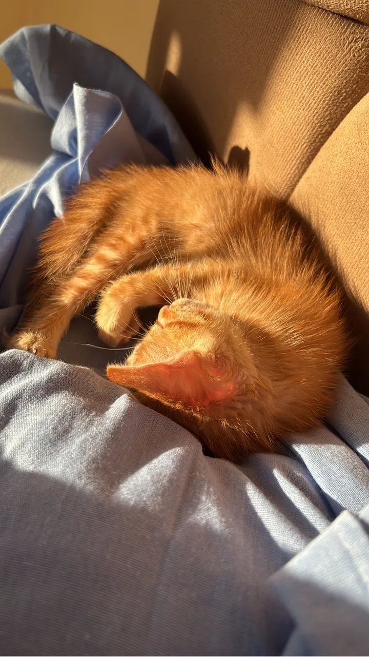 Doa-se gatinho amarelinho ? - Foto 4