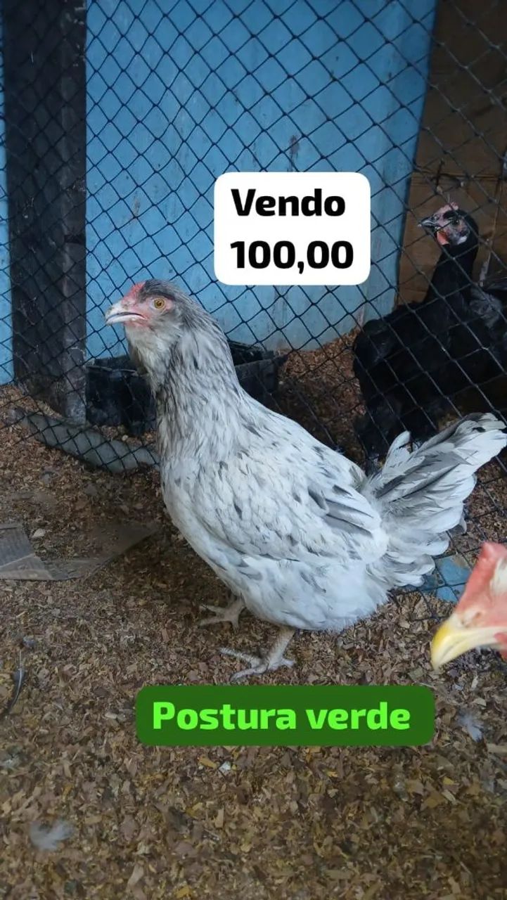 Galinhas 