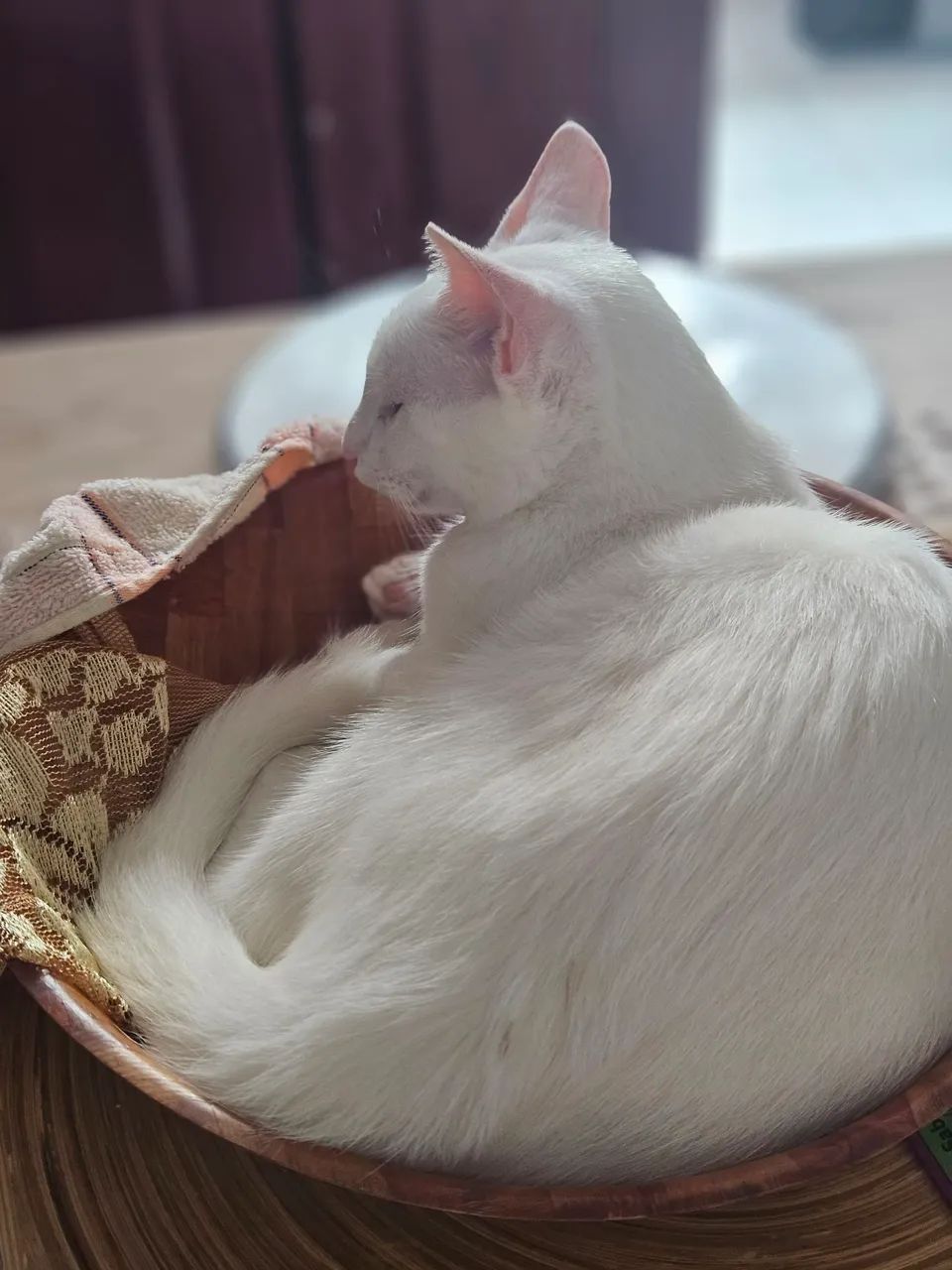 Gatinho Doação - Foto 5