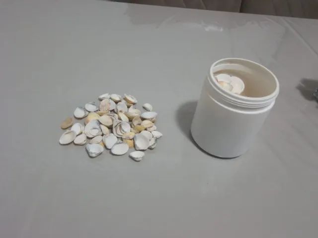 Conchinhas de praia