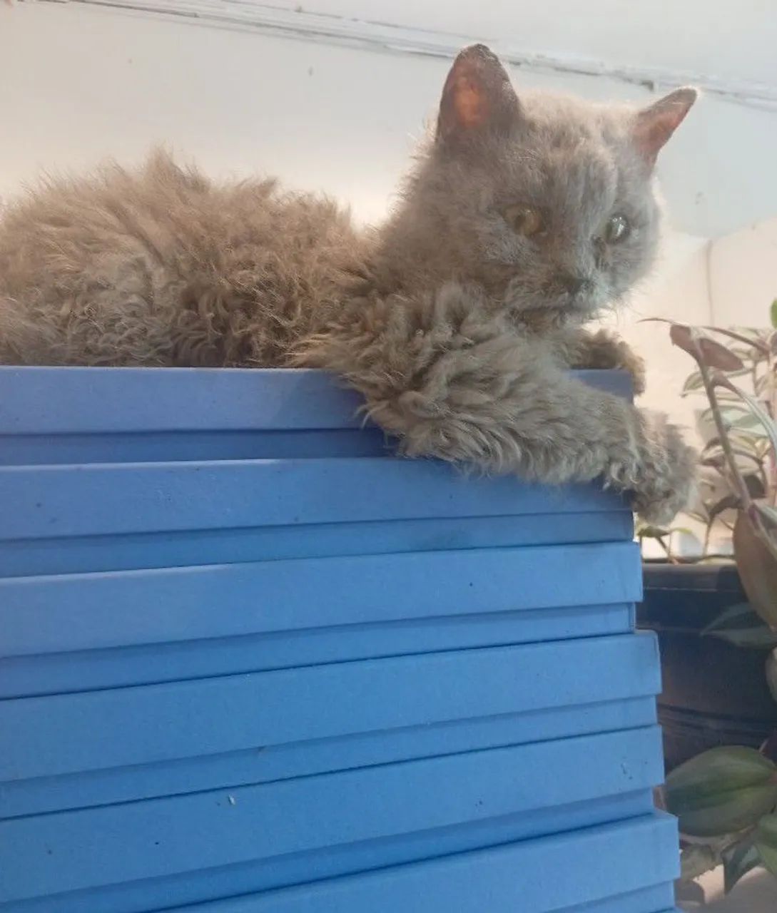 Selkirk Rex  - Foto 5