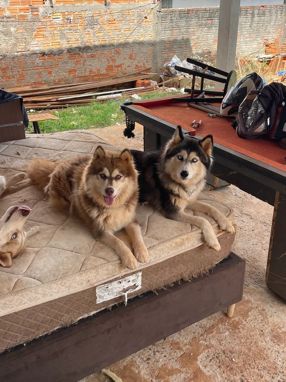 HUSKY  800$ - Foto 5