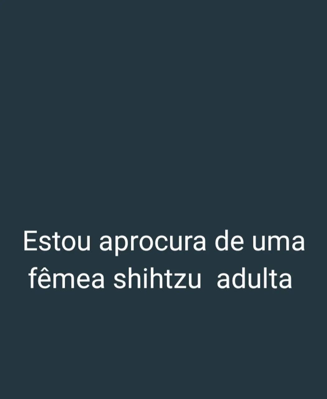 Shihtzu