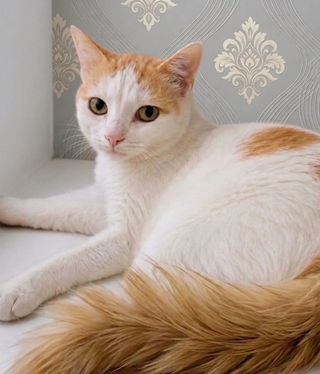 Gatinhos para adoção responsável  - Foto 3