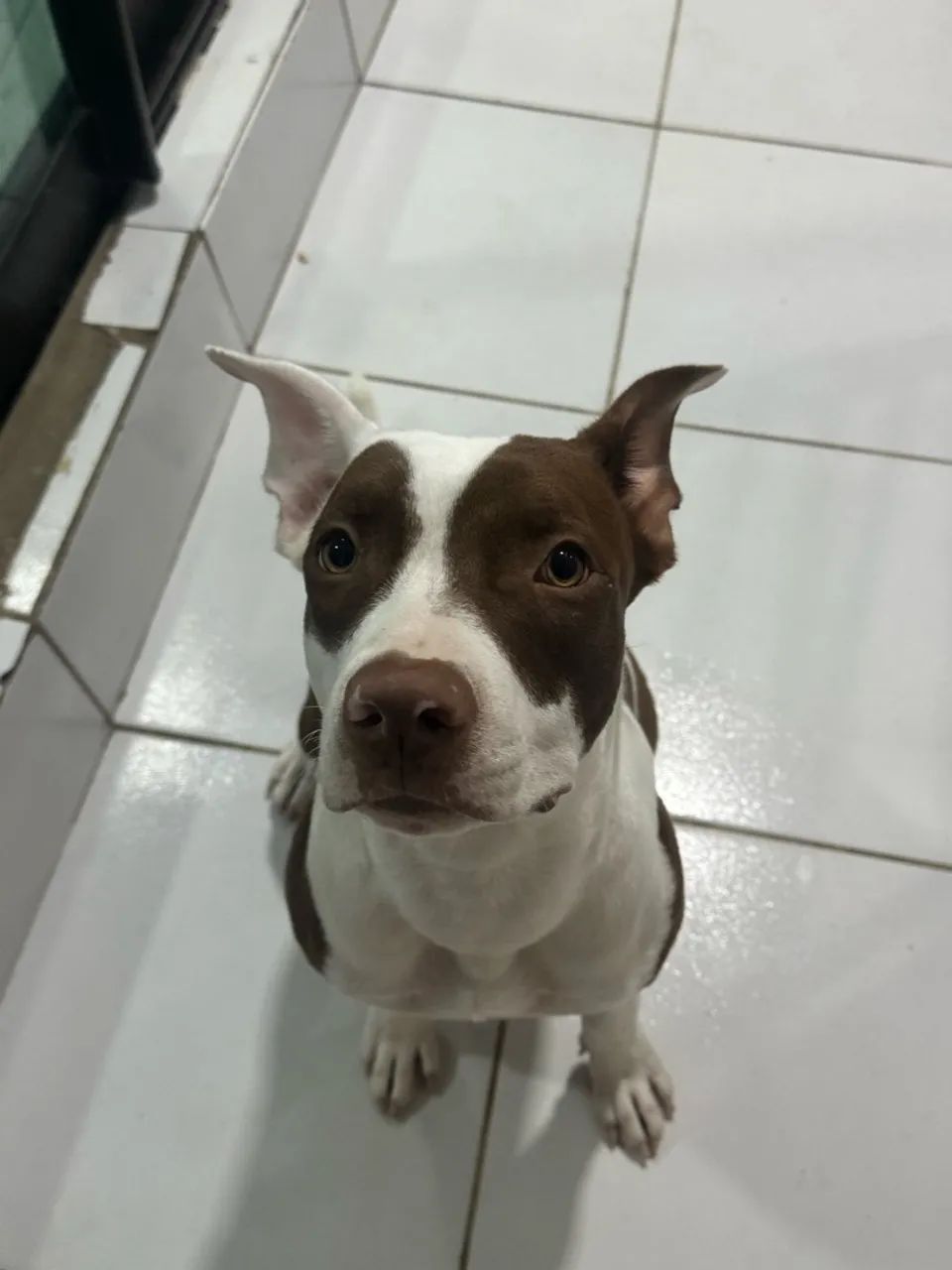 Pitbull - Foto 2
