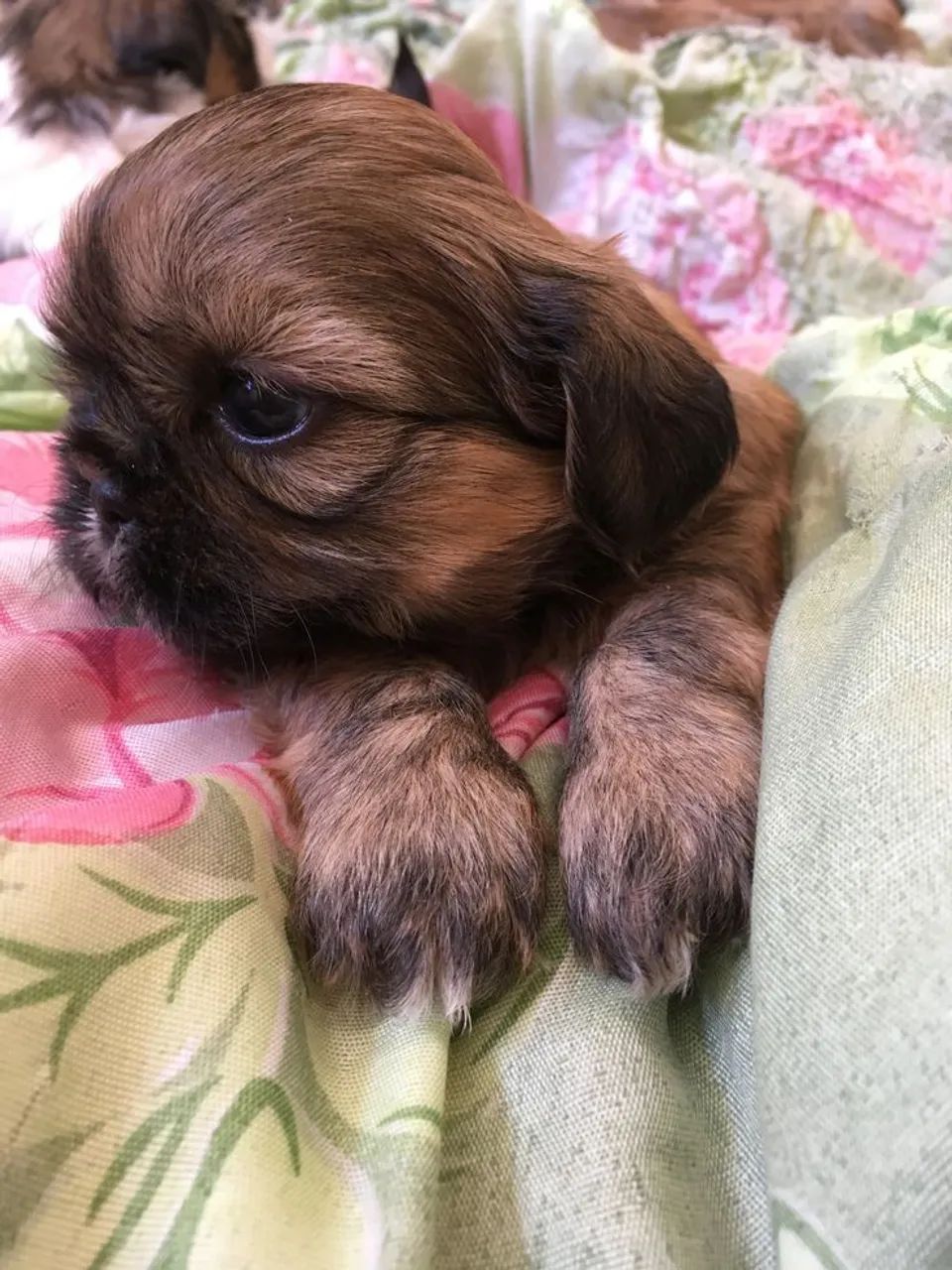 Shihtzu Machos Chocolate  - Foto 2