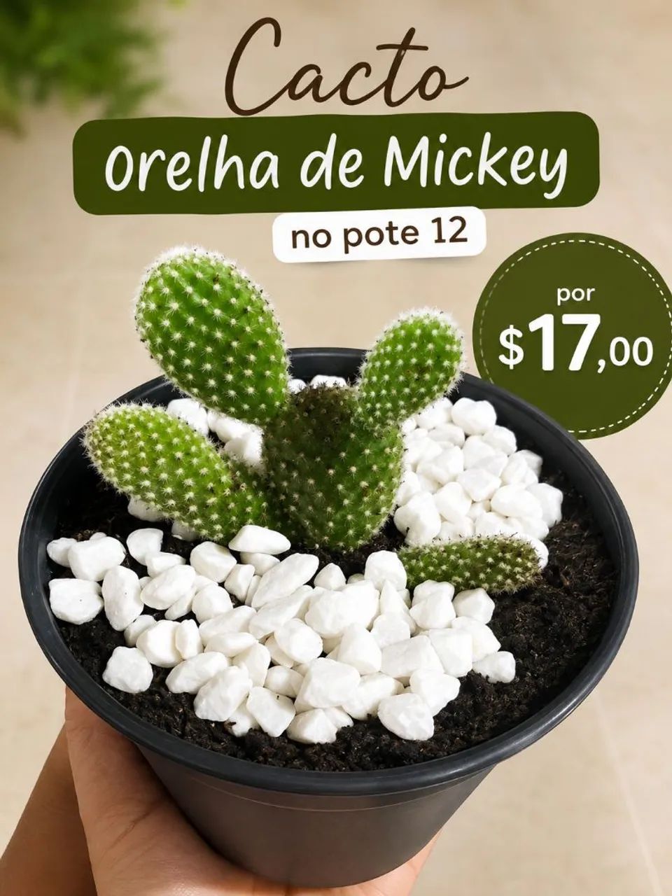 Cactos  - Foto 4