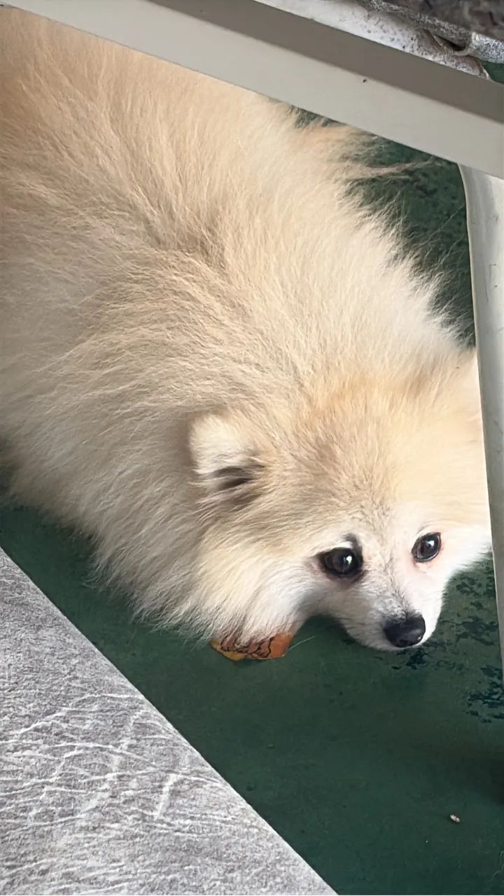 Spitz alemão - Foto 3