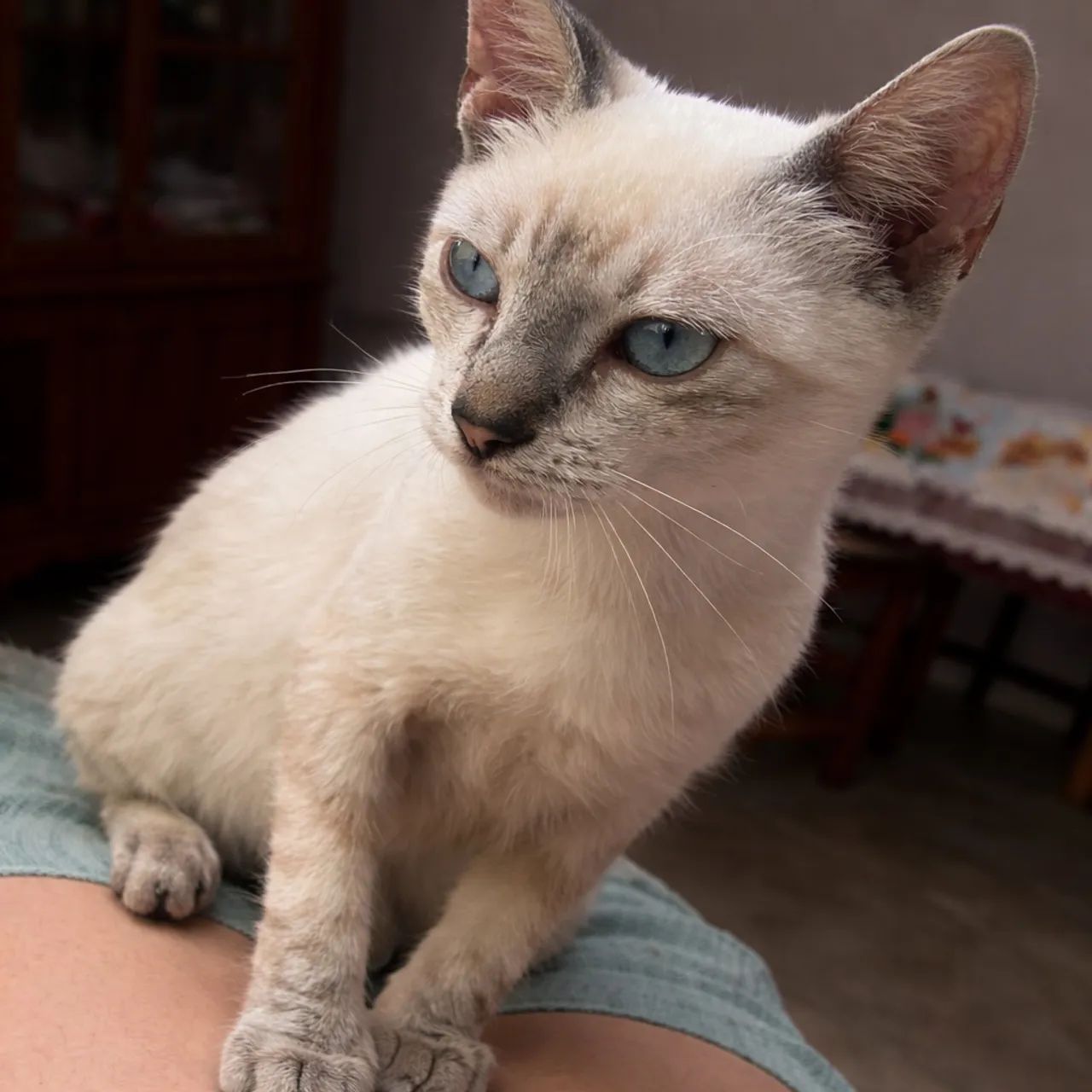 ADOÇÃO DE GATINHOS