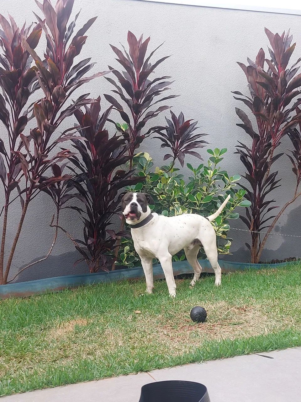 Doação  - Foto 3