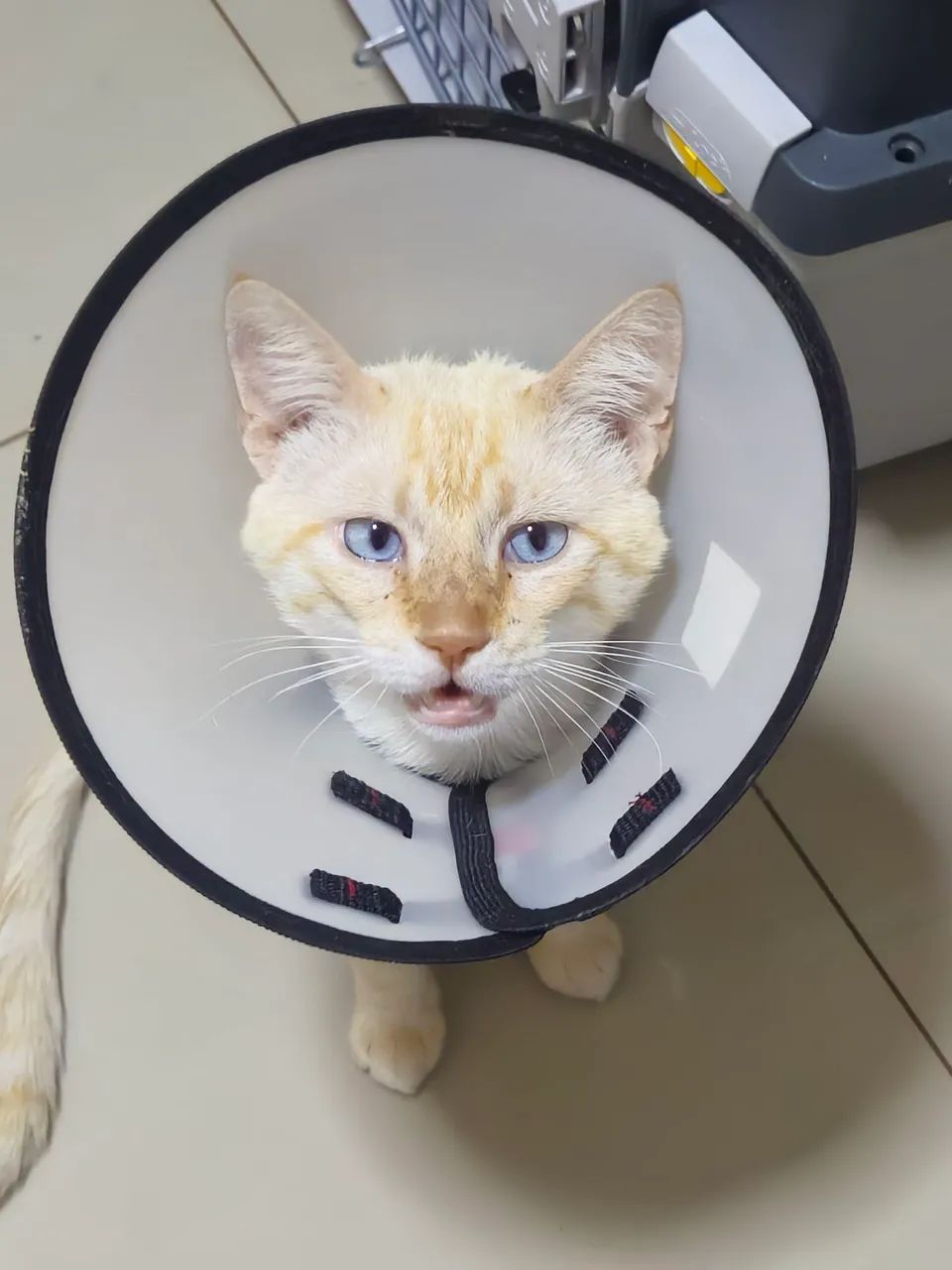 Gato macho para adoção 