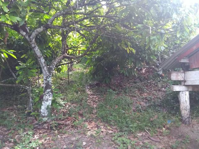 Fazenda - Foto 10