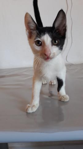 Gato pra adoção. - Foto 4