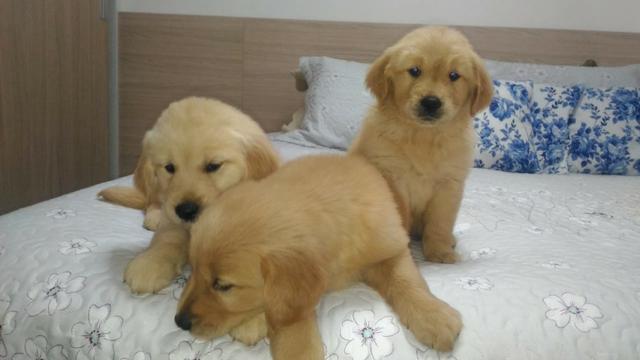 Lindos filhotes Golden Retrivier - Foto 2
